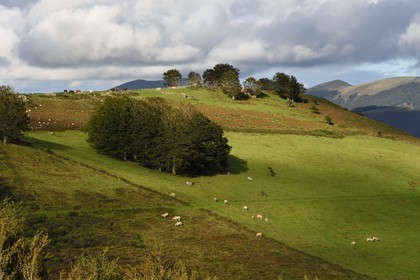 France, Pyrenees Atlantiques, Basque Country, Aldudes valley, alpine pastures in the heights of Urepel