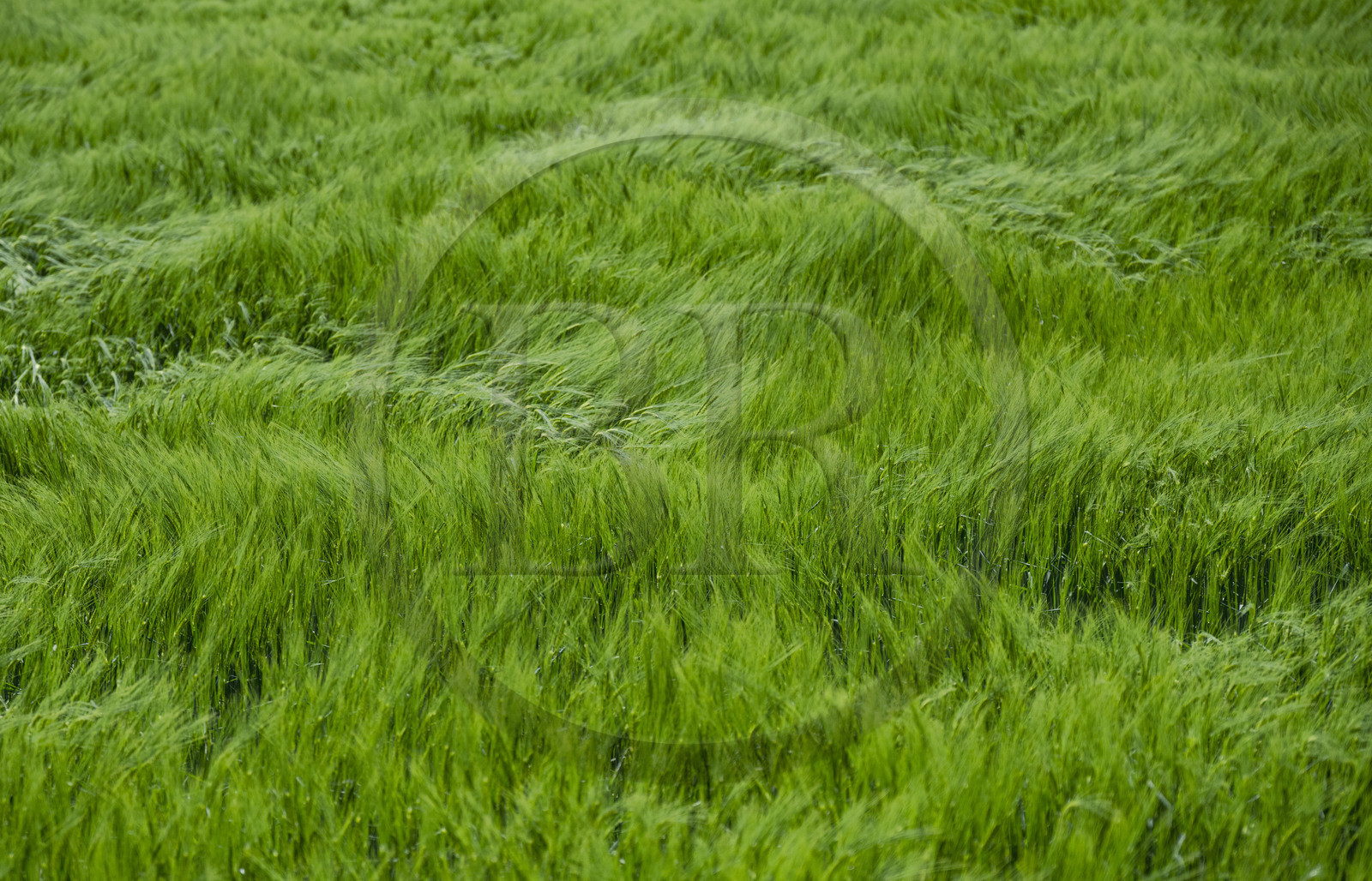 France, Haute-Loire (43), Landos,champ de blé encore vert tourmenté par des rafales de vent