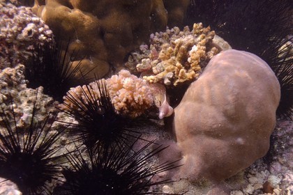 France, Ile de la Reunion, Côte Ouest, Saint-Gilles-Les-Bains (commune de Saint-Paul), le récif corallien du lagon de l'Ermitage, murène (vue sous-marine)
