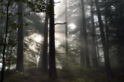 France, Bas-Rhin (67), Mont Saint-Odile, lever de soleil dans la brume du petit matin