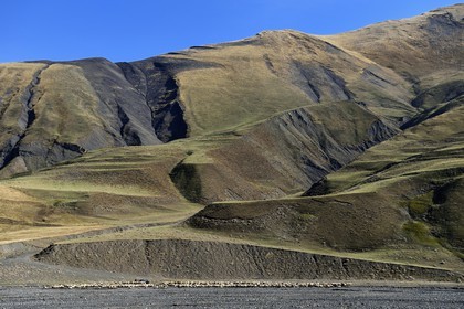 Azerbaijan, Quba (Guba) region, Greater Caucasus mountain range, the valley along Xinaliq Yolu road towards Khinalug (Xinaliq), flock of sheep