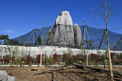 France, Paris (75), Le Parc zoologique de Paris (Zoo de Vincennes), chien des buissons (Speothos venaticus) dans la biozone Guyane, en arrière plan la grande volière et le Grand Rocher qui est l’emblème du zoo depuis 1934