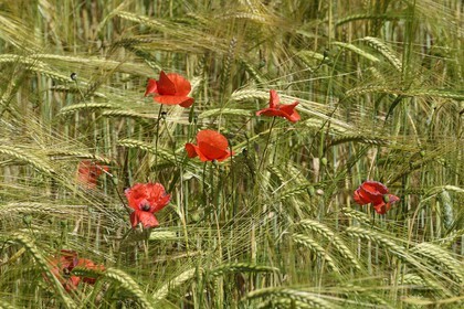 France, Alpes-de-Haute-Provence (04), Parc Naturel Régional du Verdon, plateau de Valensole, coquelicots dans un champ de blé