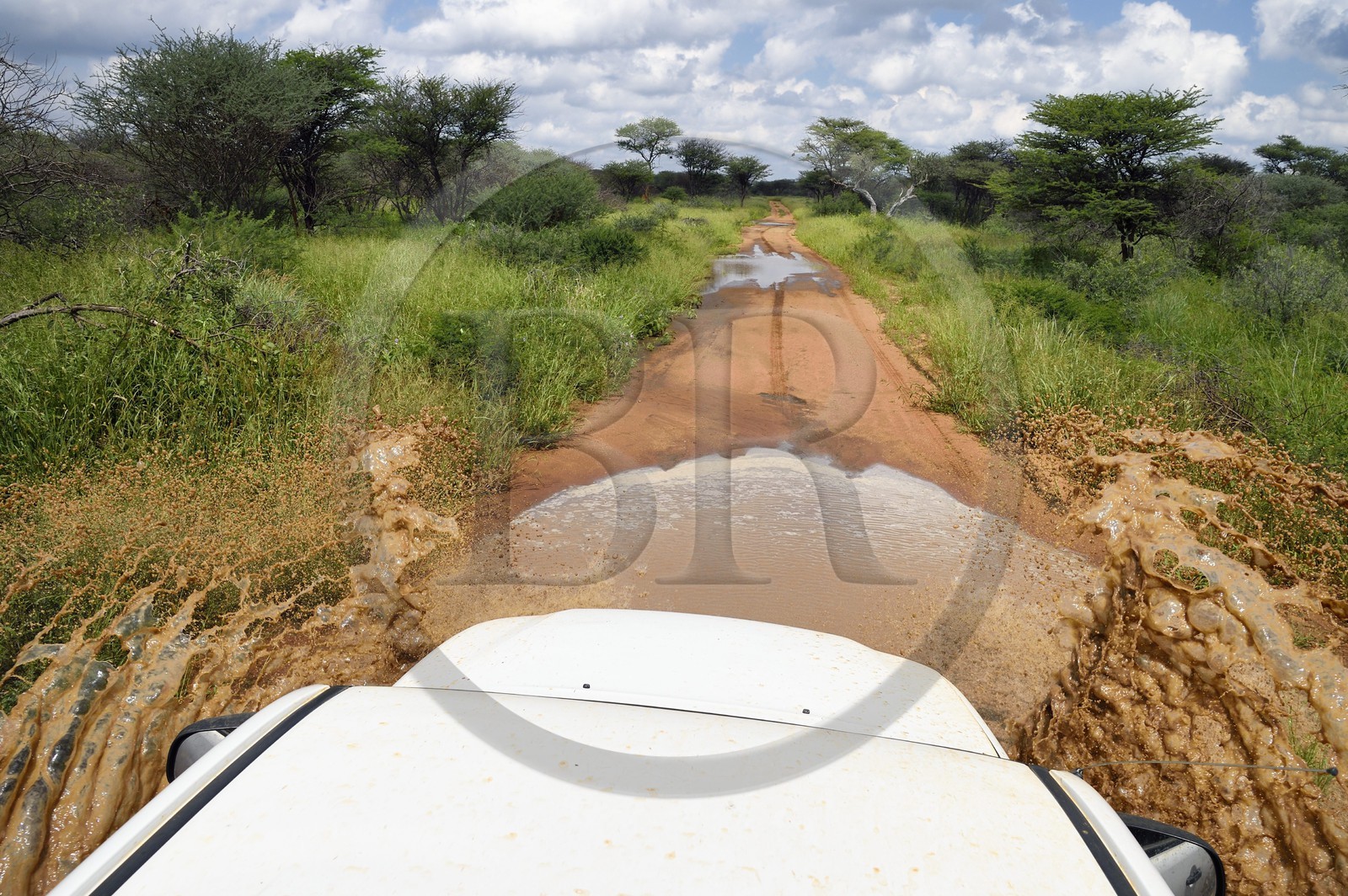 Namibie, Otjiwarongo, sur une piste du Cheetah Conservation Fund