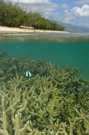 France, île de la Réunion, le récif corallien du lagon de la plage de Saint-Gilles et de l'Ermitage (vue sous-marine)