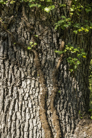 France, Var (83), Provence Verte, Bras, Académie du Bain de Forêt Provençale, forêt du domaine Le Peyrourier - une campagne en Provence