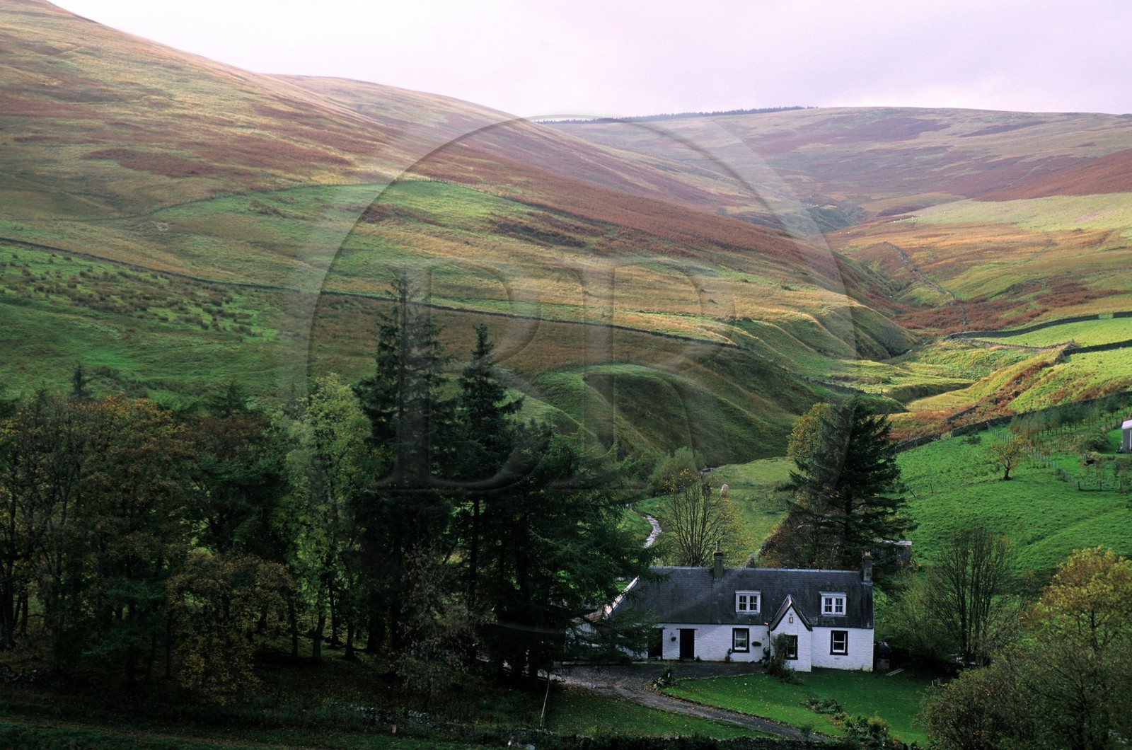 United Kingdom, Scotland, the Borders, farm in the moor