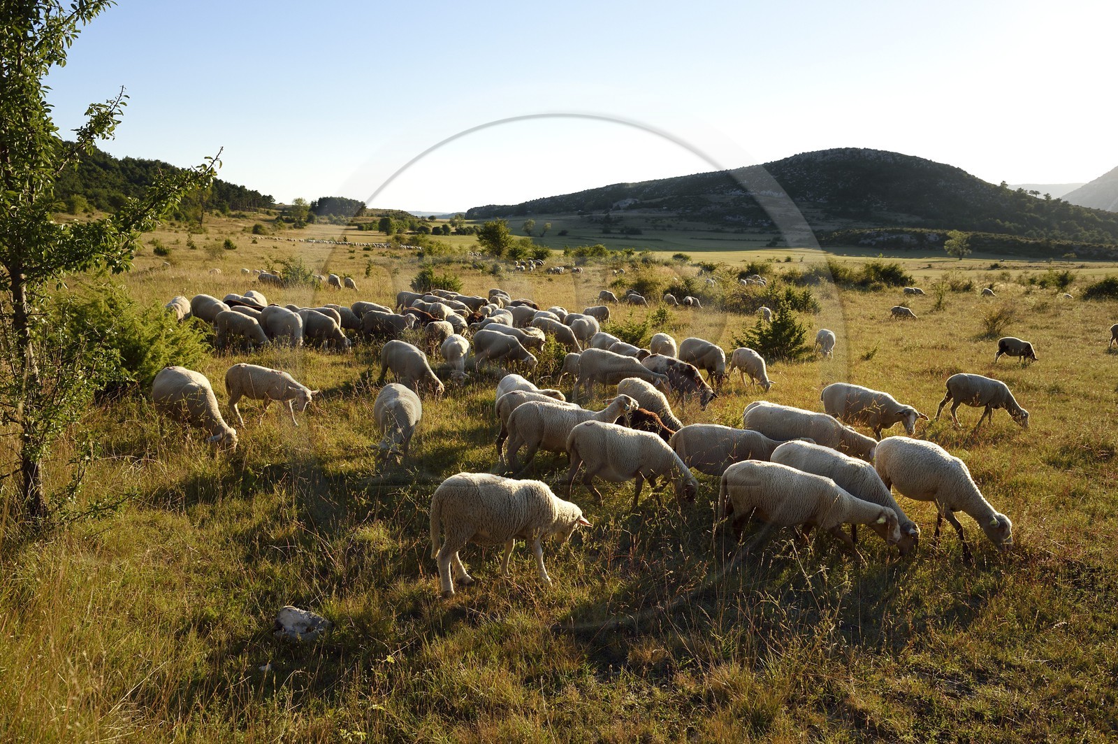France, Var (83), Parc Naturel Régional du Verdon, région de Trigance, moutons au paturage