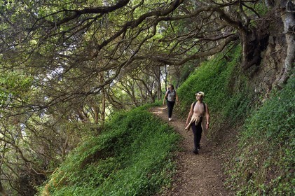 Portugal, Ile de Madère, randonnée de Machico à Porto da Cruz par le Vereda do Larano, randonneuses sur le sentier taillé à flanc de paroi traversant des forets de myrte des acores