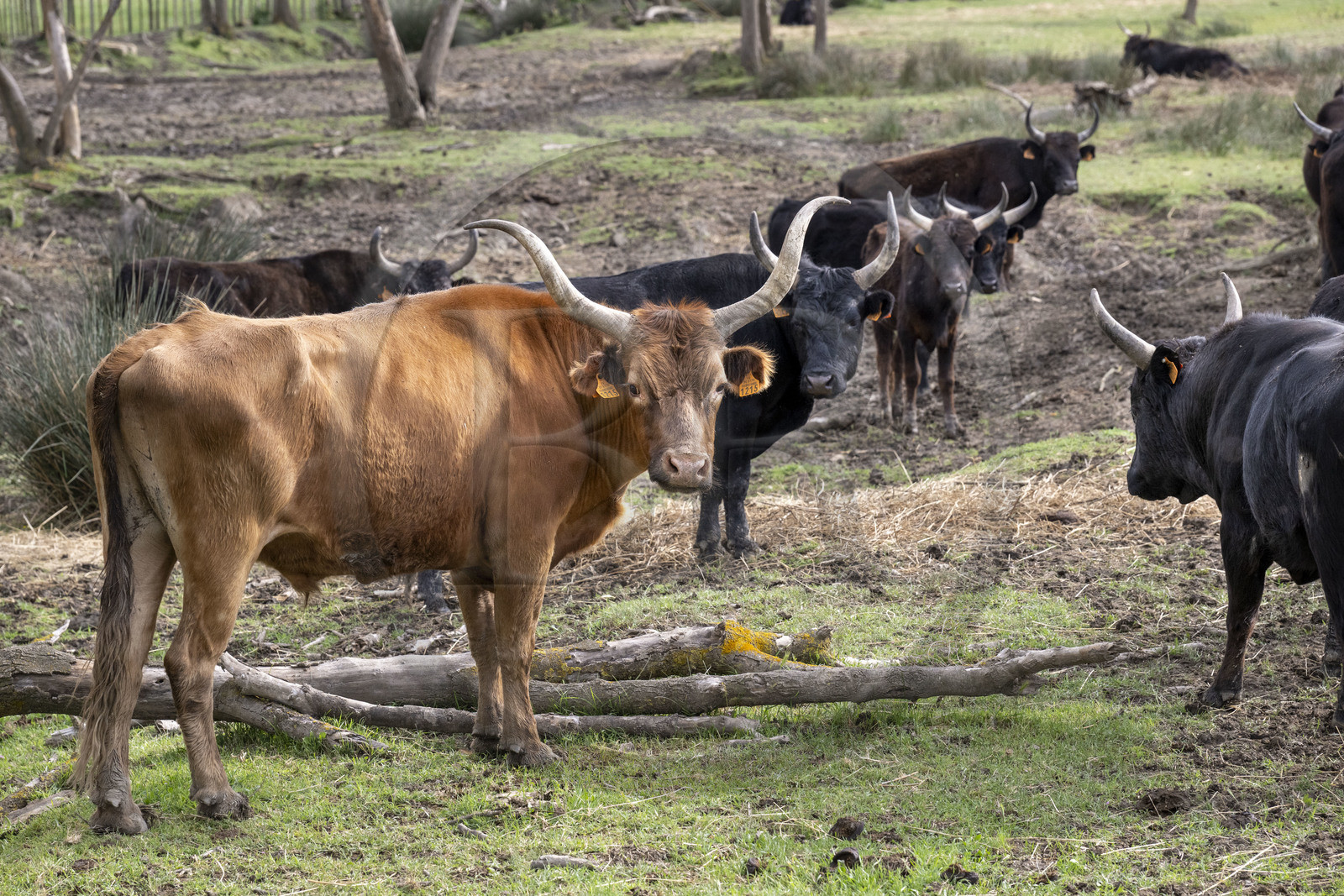 France, Gard (30), Saint-Gilles du Gard, manade Pierre Aubanel & fils, taureaux camarguais appelés Raço di Biou