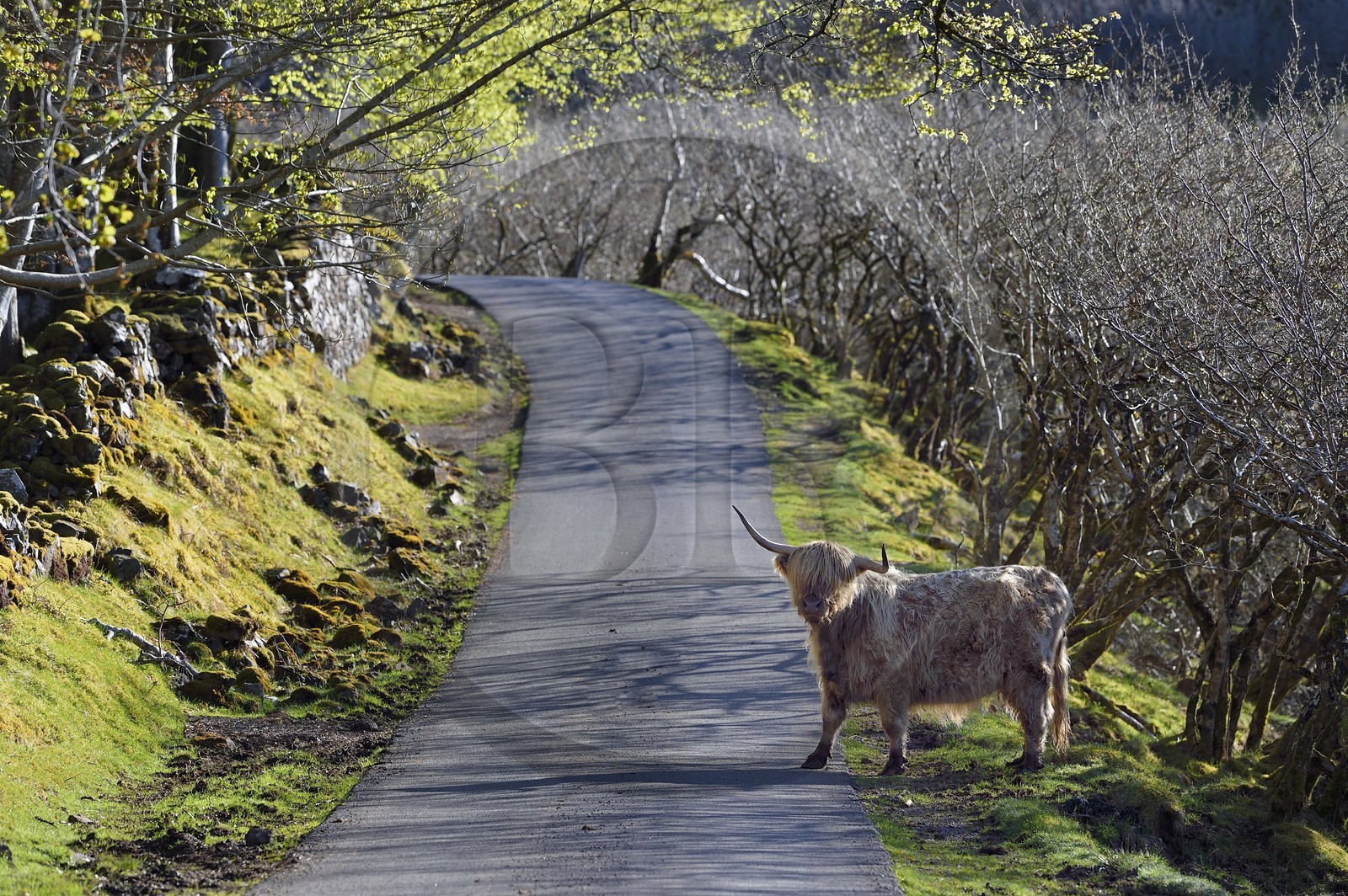 Royaume-Uni, Ecosse, Highland, Hébrides intérieures, Ile de Mull, vache de race Highland