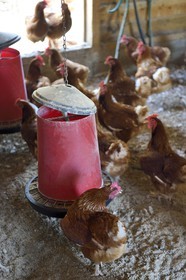 France, Var (83), Provence Verte, Correns, 1er village bio de France, le Poulailler de Lea, poules pondeuses de l'agricultrice bio Lea Brunet