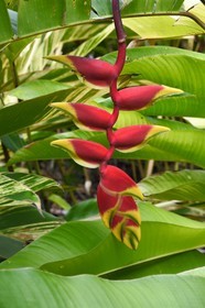 France, Ile de la Reunion, Saint Pierre, Jardin Botanique du Domaine du Café Grillé, pince de homard suspendue ou faux oiseau de paradis (Heliconia rostrata)