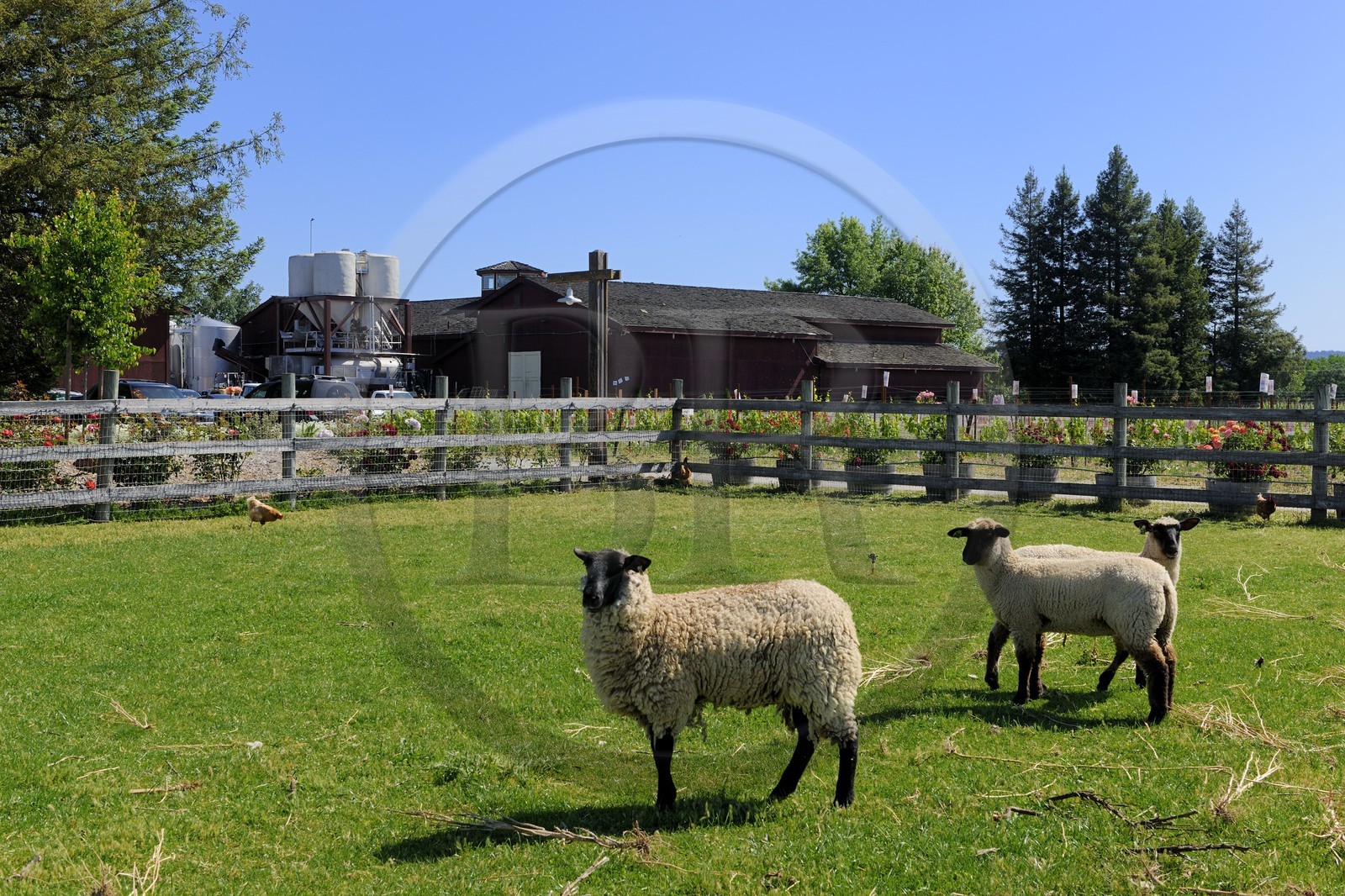 Etats-Unis, Californie, Russian Valley River, la propriété viticole de De Loach