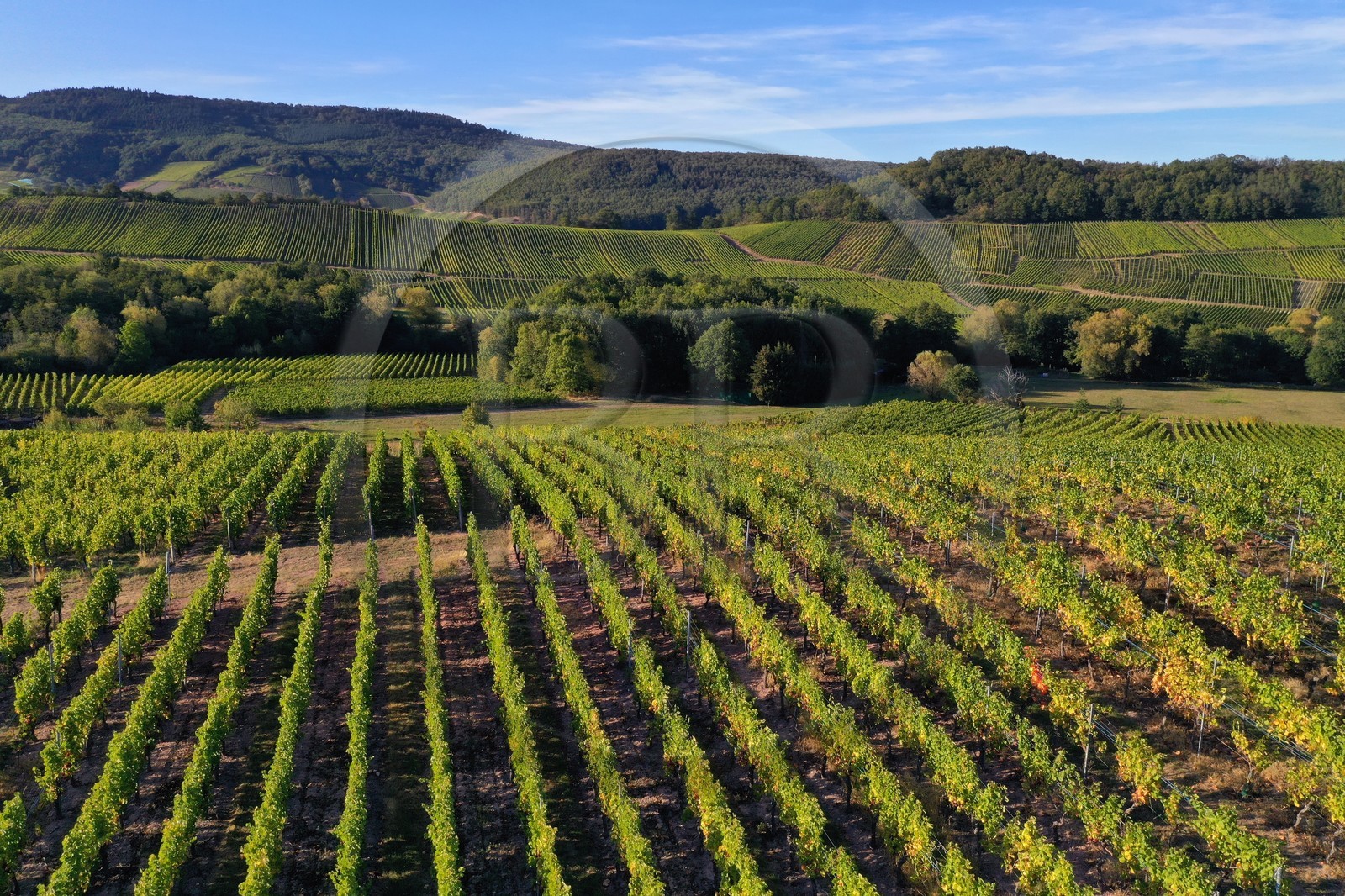 France, Bas-Rhin (67), Route des vins d'Alsace, Nothalten, vignoble du grand cru Muenchberg (vue a