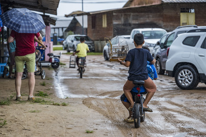 France, Guyane, Javouhey,  jeunes garçons Hmong ayant acheté au marché du dimanche un Sporophile curio (Sporophila angolensis) en cage ou Picolette, espèce de passereau de Guyane réputé pour son chant extraordinaire