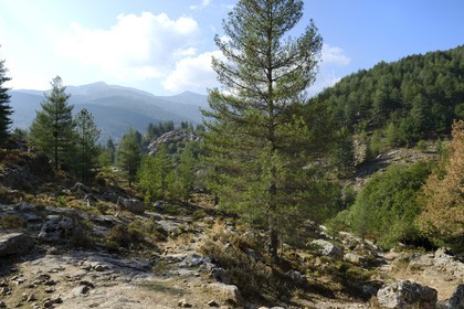 France, Haute Corse, Niolu (Niolo) region, hike to the Genoese bridge of Murricciolu