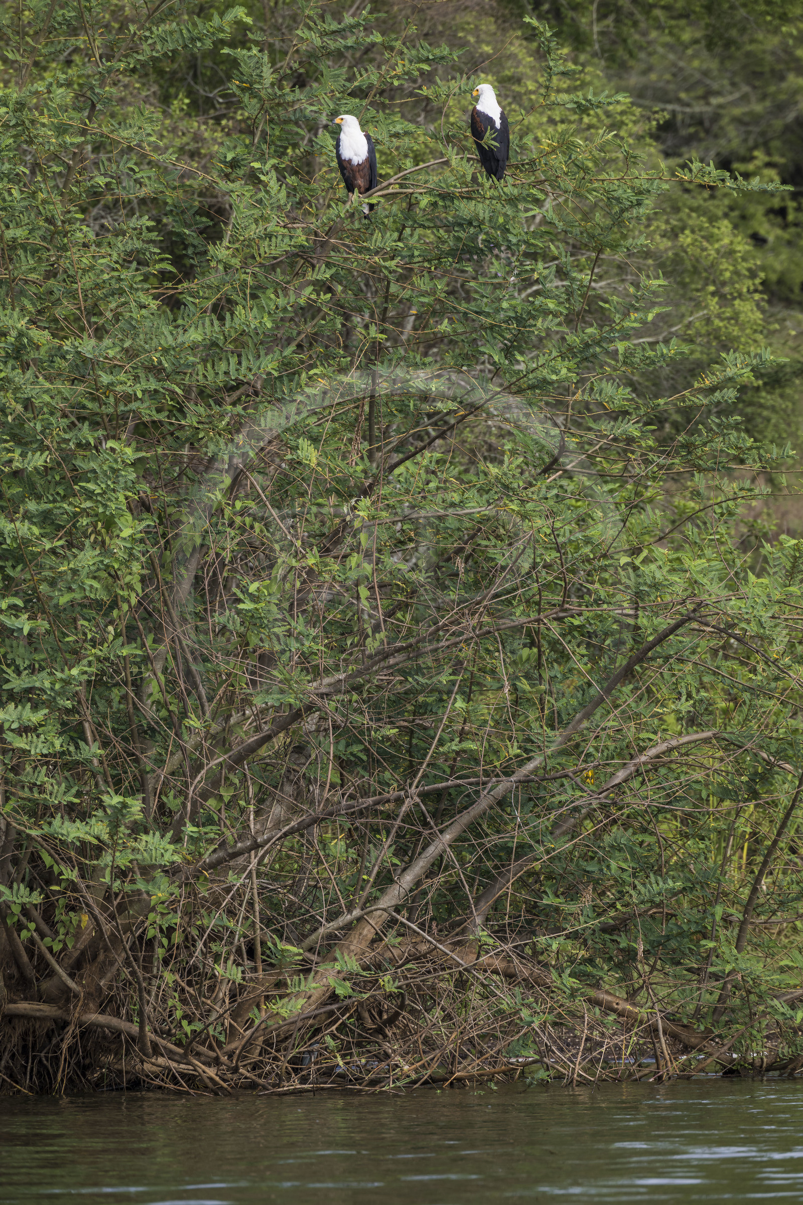 Rwanda, Parc national de l'Akagera, lac Ihema, Aigle pecheur d'Afrique ou Pygargue vocifer (Haliaeetus vocifer)