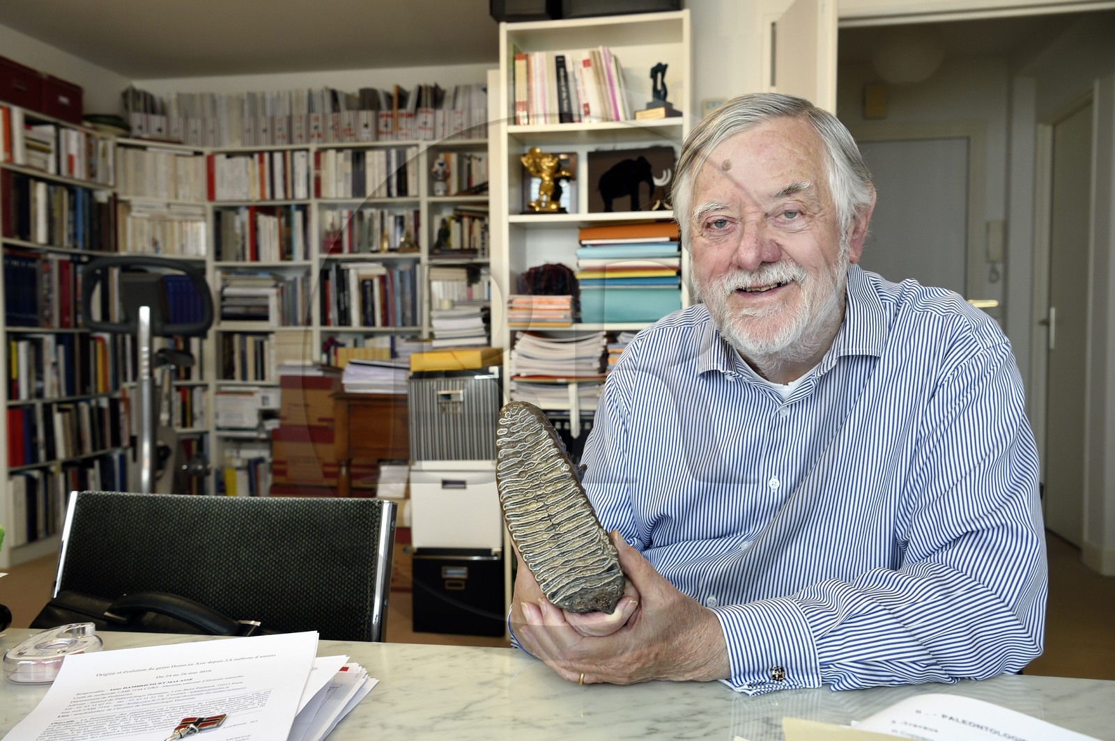 France, Paris (75), le paléontologue et paléoanthropologue Yves Coppens, professeur émérite au Collège de France, au bureau de son domicile parisien, il présente une dent de mammouth qu'il a trouvé en Sibérie au niveau du 72ème parralèle lors d'une de ses expéditions