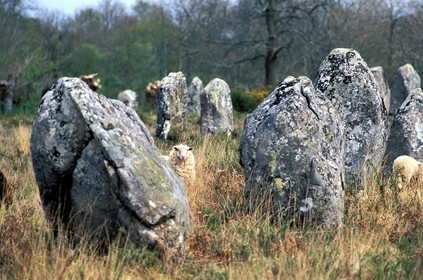 France, Morbihan (56), Mouton dans les mégalithes de Carnac, (alignements de menhirs)