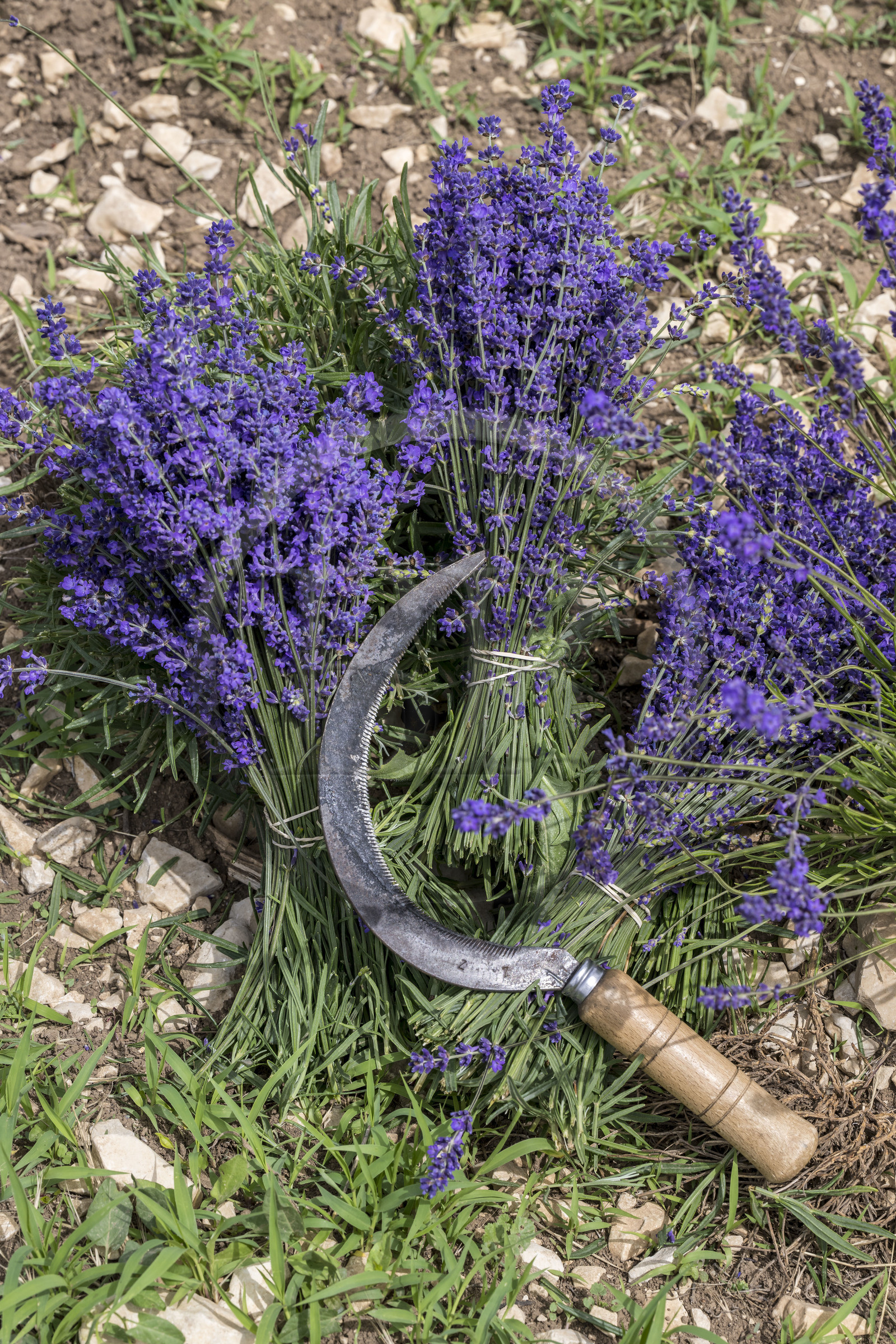 France, Drôme (26), Drome provençale, Pays de Sault, Ferrassières, bouquets de lavande de la variété Super Bleue fraichement coupée à la faucille
