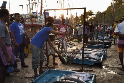 Sri Lanka, Southern Province, Matara district, Weligama, Mirissa Fisheries Harbor, weighing and selling fish on the dock on the fishing return