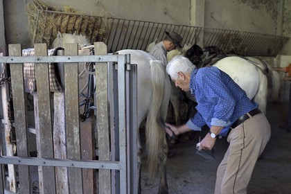 France, Bouches-du-Rhône (13), Parc naturel régional de Camargue, Mas du Menage, manade Saint Antoine (Cauzel), les chevaux sont brossés, sellés, bridés