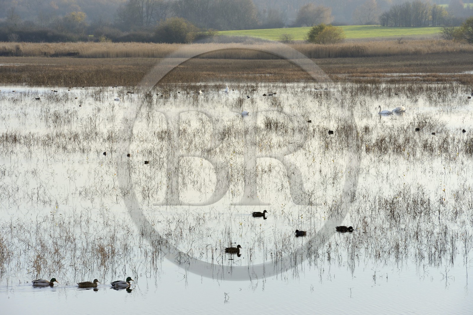 France, Indre, Berry, Parc Naturel Regional de la Brenne (Natural Regional Park of La Brenne), Purais pond, ducks and swans