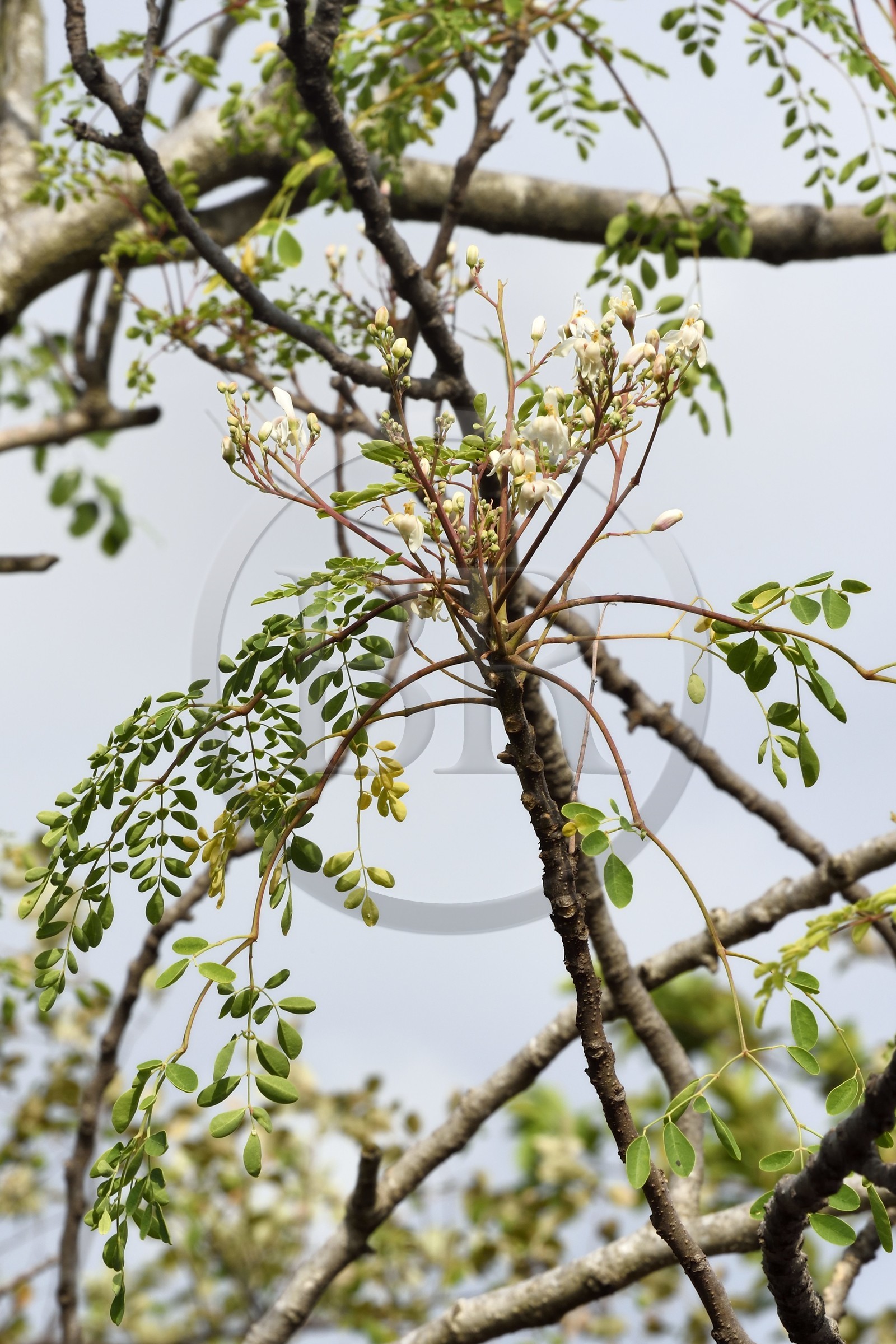 France, Ile de la Reunion, Saint Pierre, Jardin Botanique du Domaine du Café Grillé, Moringa oleifera ou Mourongue considéré comme un arbre miracle