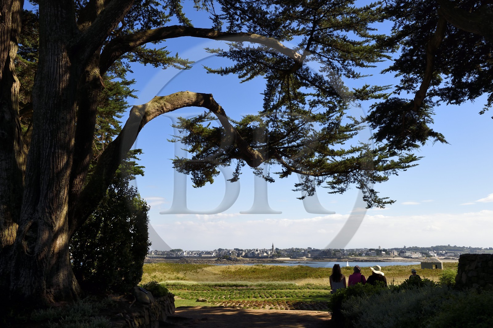 France, Finistère (29), Ile-de-Batz, jardin Georges Delaselle ou jardin colonial, jardin exotique présentant une collection botanique provenant des cinq continents, ville de Roscoff en arrière plan