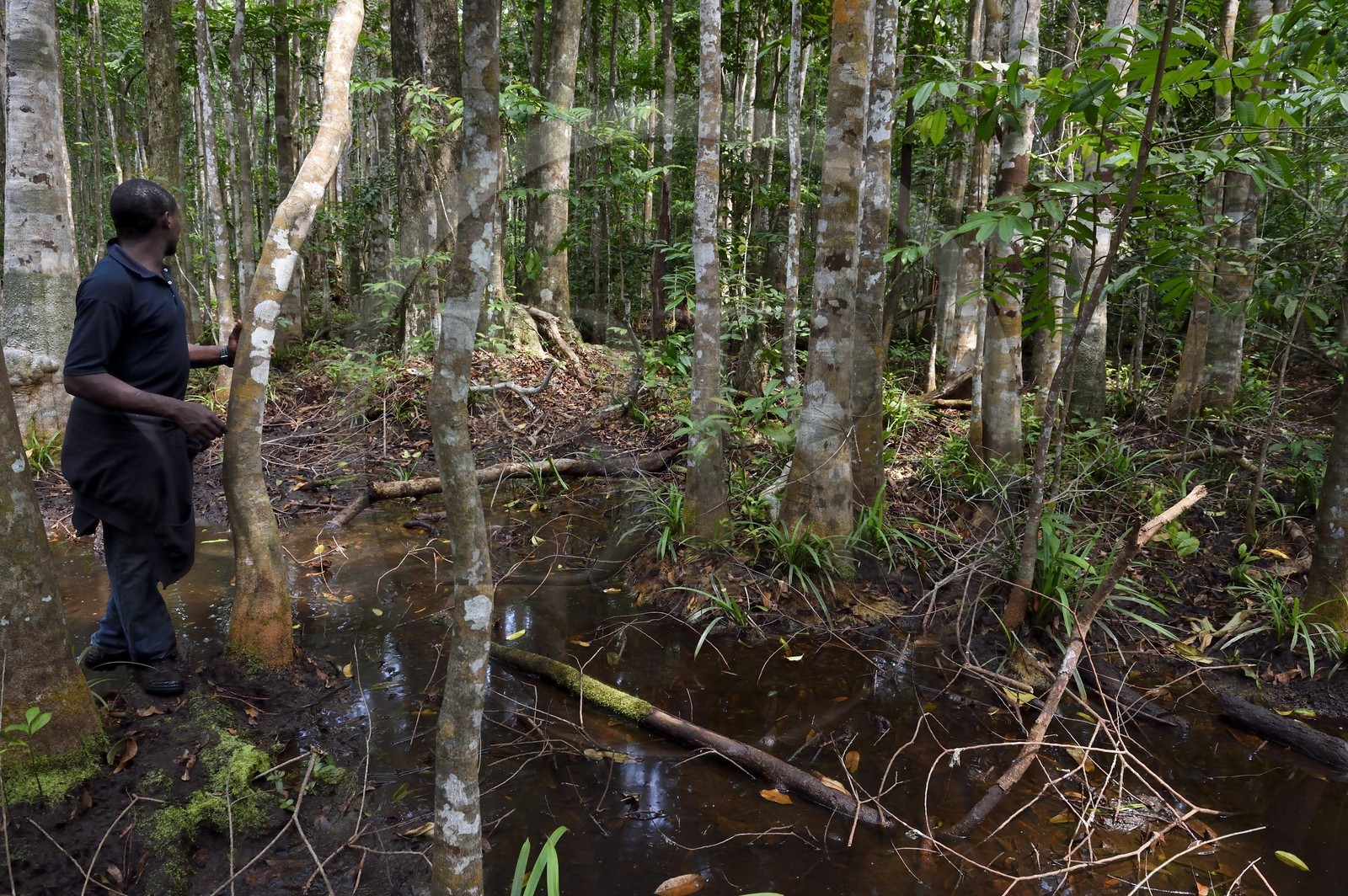 Gabon, province de Ogooué- Maritime, Parc National du Loango, forêt et marécages