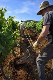 France, Var, Presqu'ile de Saint-Tropez, Gassin, domaine de la Rouillère, Jean-Louis and Christine Calla plow a vineyard plot with their horse