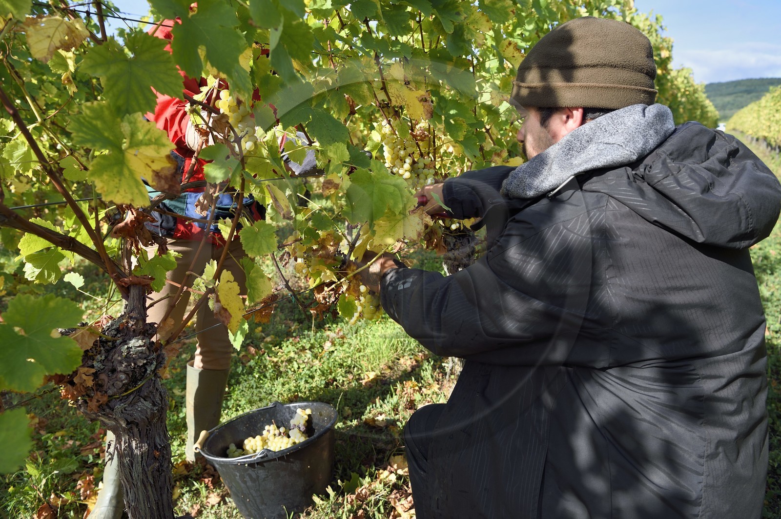 France, Haut-Rhin (68), Route des vins d'Alsace, Ribeauvillé, vendanges sur une parcelle du Domaine viticole Marcel Deiss