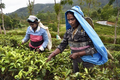 Sri Lanka, Province d'Uva, Bandarawela, femme tamoul travaillant à la cueillette des feuilles dans une plantation de thé