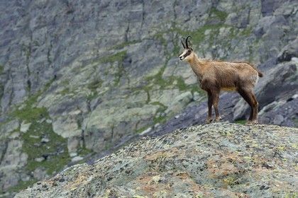 France, Alpes-Maritimes (06), parc national du Mercantour, Vallée des Merveilles vers le Pas de l'Arpette, chamois mâle adulte