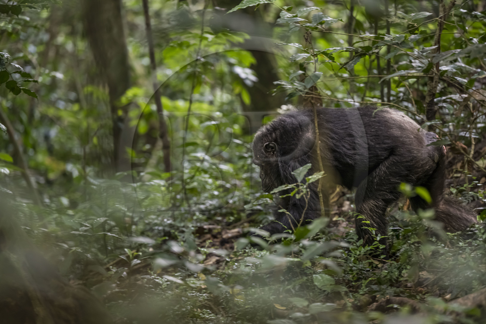 Rwanda, Province de l’Ouest, Nyakabuye, Parc national de Nyungwe, forêt tropicale humide naturelle de Cyamudongo, Chimpanzé commun (Pan Troglodytes)