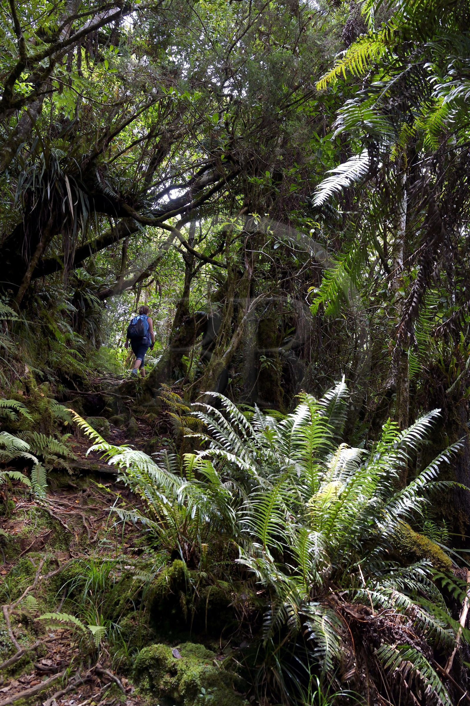 France, Ile de la Reunion, Parc National de la Réunion classé Patrimoine Mondial de l'UNESCO, La Plaine des Palmistes, forêt de Bébour, sentier de randonnée de Piton Bébour