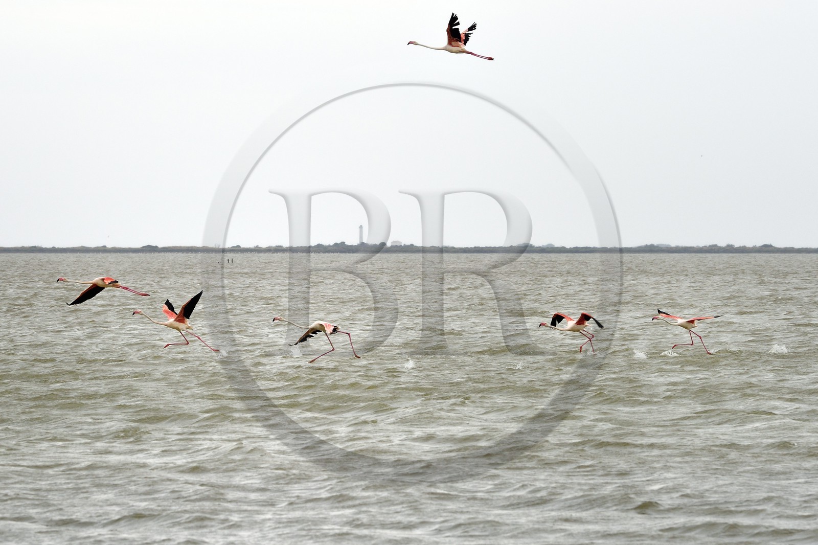 France, Bouches-du-Rhône (13), Parc naturel régional de Camargue, l’étang du Vaisseau, flamants roses (Phoenicopterus roseus)
