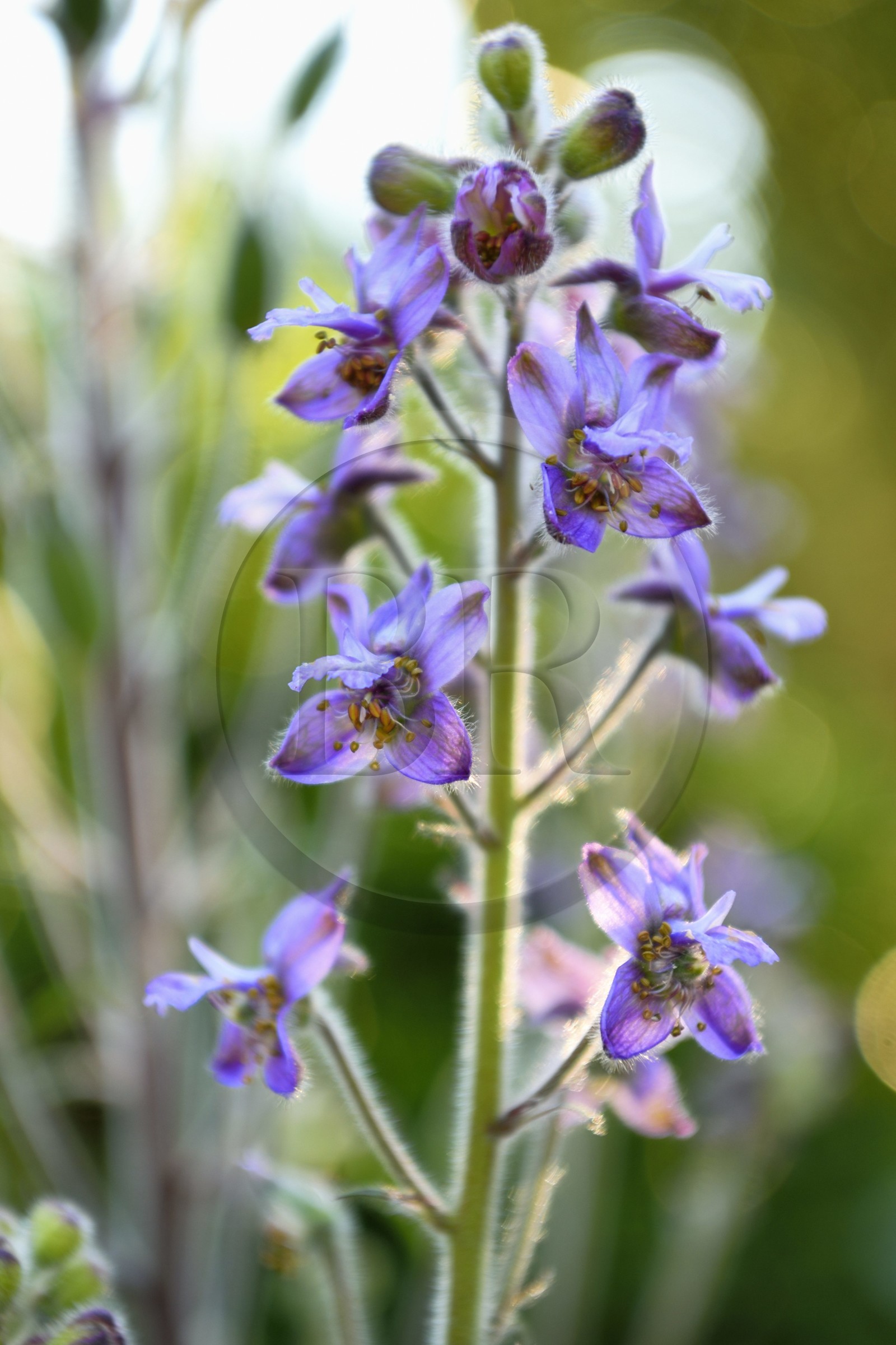 France, Var (83), Iles d'Hyères, parc national de Port Cros, Ile de Porquerolles, delphinium