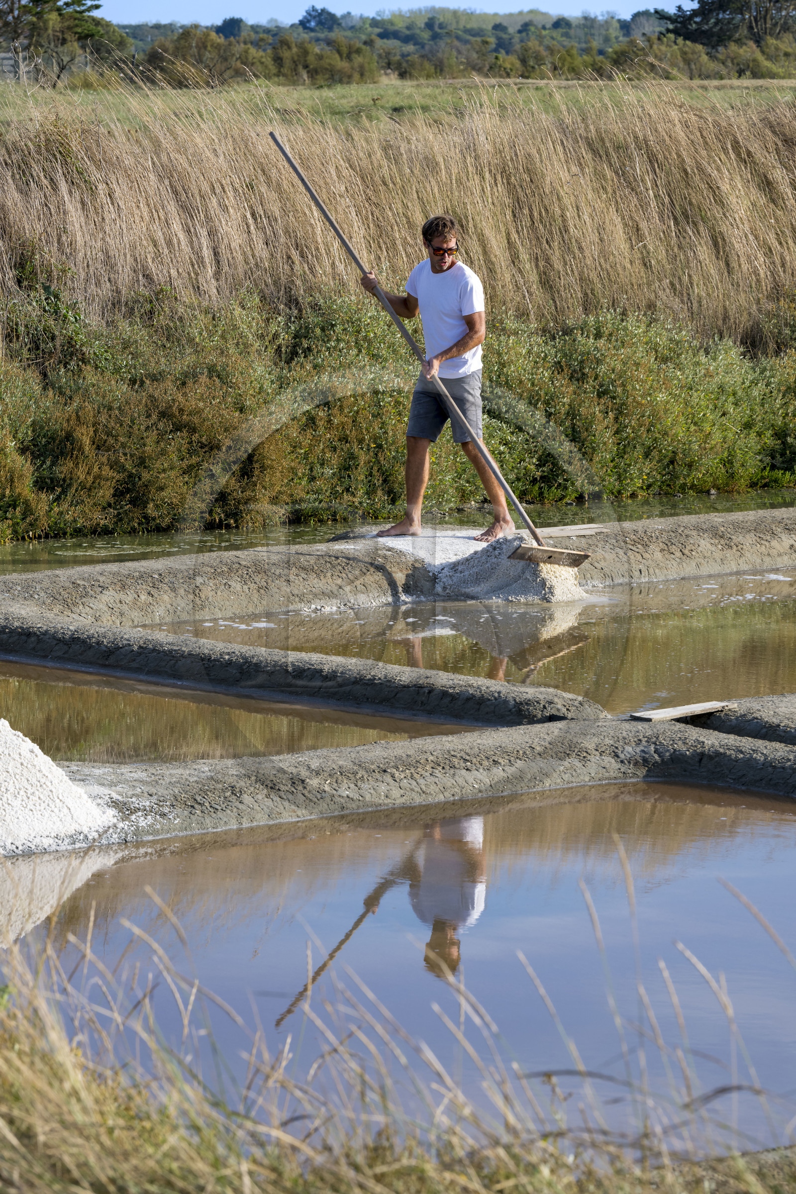 France, Vendée (85), Les-Sables-d'Olonne, les Marais Salants de L'Ile d'Olonne, le paludier Damien Merceron récoltant le sel dans la salorge de la Vertonne