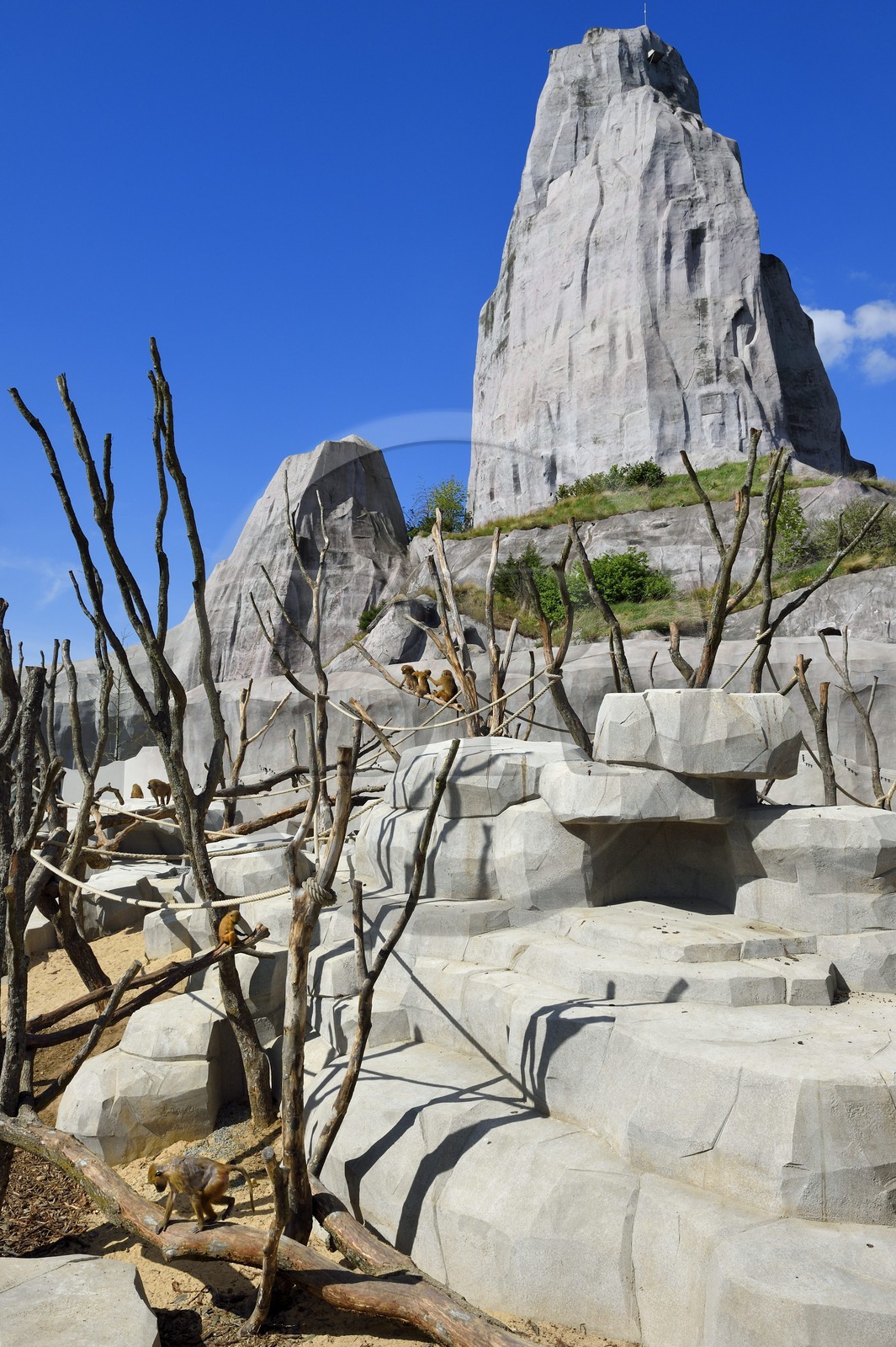 France, Paris (75), Le Parc zoologique de Paris (Zoo de Vincennes), la biozone Sahel-Soudan, babouins de Guinée (Papio papio) dans un vaste enclos sous le Grand Rocher qui est l’emblème du zoo depuis 1934