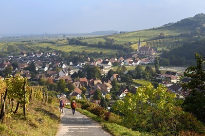 France, Bas-Rhin (67), Route des vins d'Alsace, randonnée des chemins des Chateaux-forts d'Alsace, Andlau, point de vue sur le village et la chapelle Saint-André en bordure du vignoble