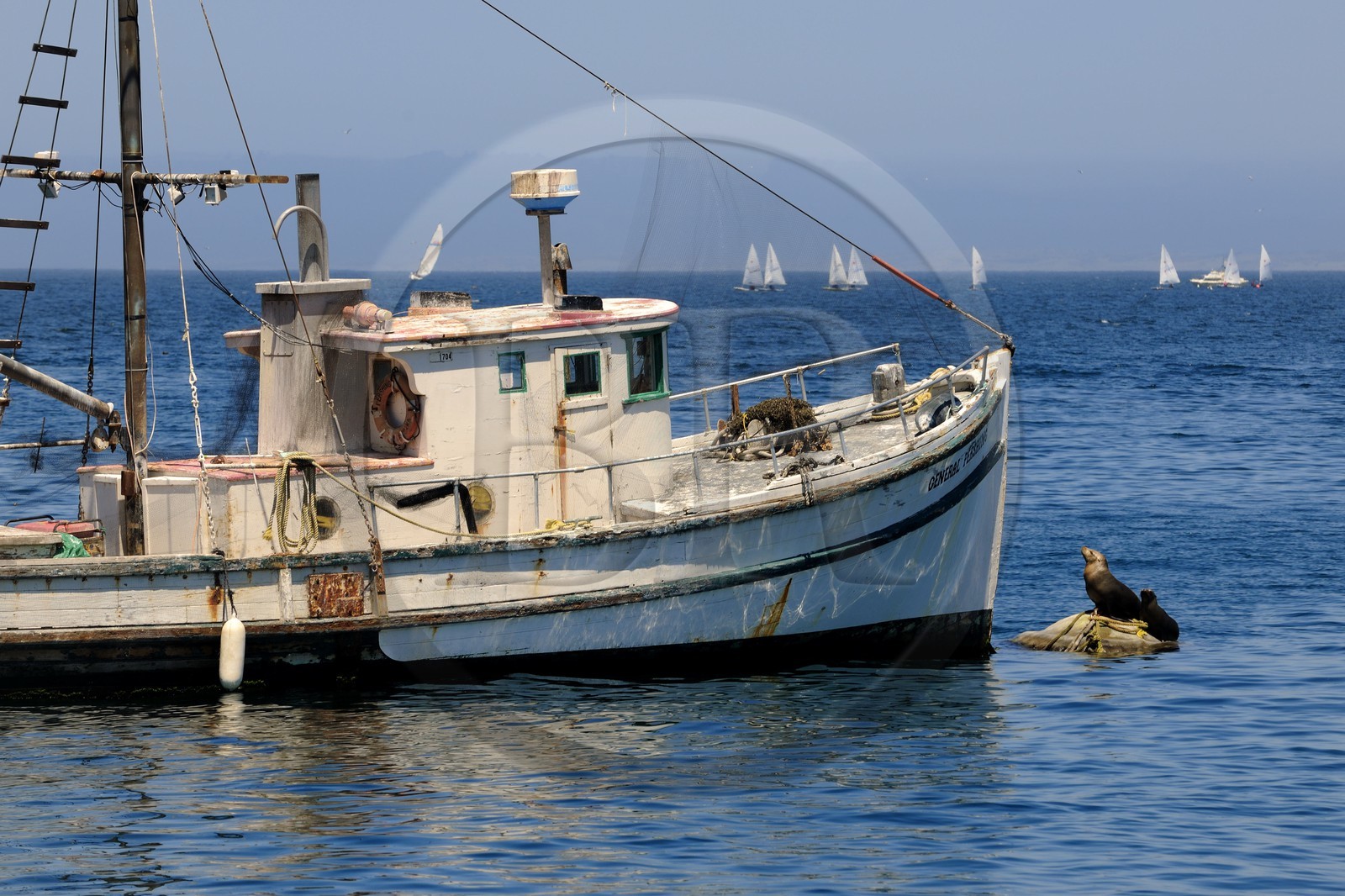 Etats-Unis, Californie, bateau de pêche et otaries dans le port de Monterey