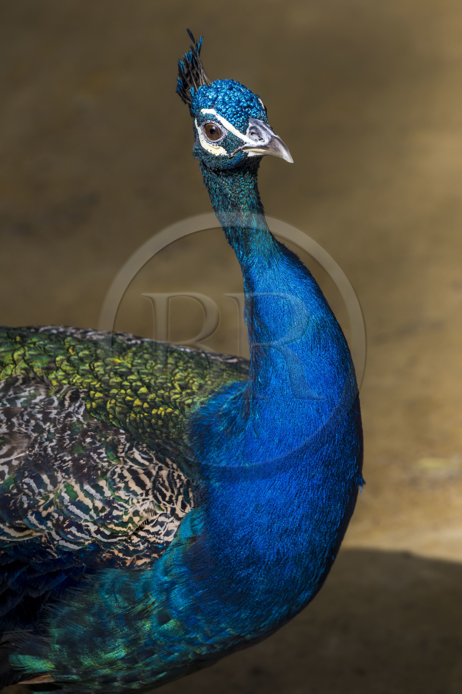 Spain, Andalusia, Seville, the Alcazar of Seville (Reales Alcazares de Sevilla), listed as World Heritage by UNESCO, peacock in the gardens