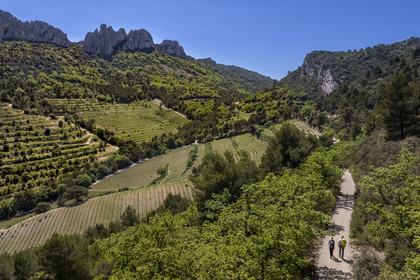 France, Vaucluse (84), Dentelles de Montmirail, Gigondas, randonneurs sur un sentier longeant les Dentelles Sarrasines au coeur du massif et les vignobles en restanques (vue aérienne)