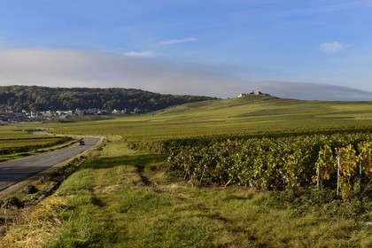 France, Marne (51), parc régional de la Montagne de Reims, Verzenay, vignobles de Champagne