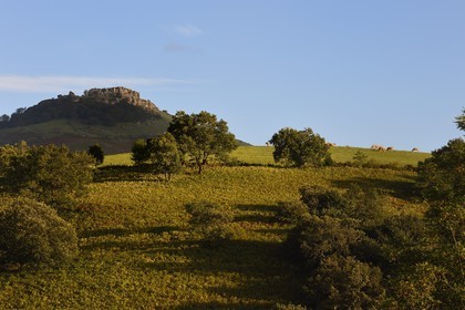 France, Pyrénées-Atlantiques (64), Pays-Basque, Espelette, troupeau de vaches au pied du mont Mondarrain
