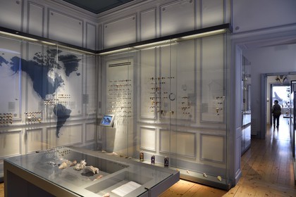 France, Charente-Maritime (17), La Rochelle, le Muséum d'histoire naturelle (muséum Lafaille), collection de cones du 1er étage