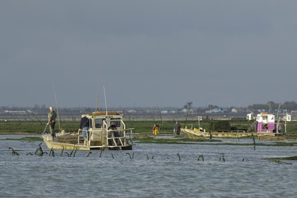 France, Charente-Maritime (17), le bassin Marrennes-Oléron au large de l'Ile d'Oléron, chaland dans les parcs à huîtres