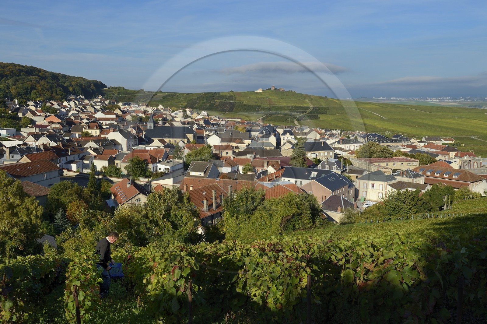France, Marne, regional park of Montagne de Reims, Verzenay and its wind mill perched atop a hill overlooking the Champagne vineyards